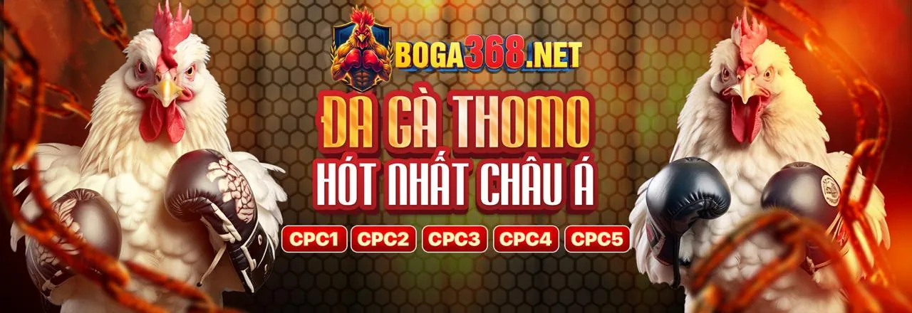 Sân đấu gà trực tiếp sôi động